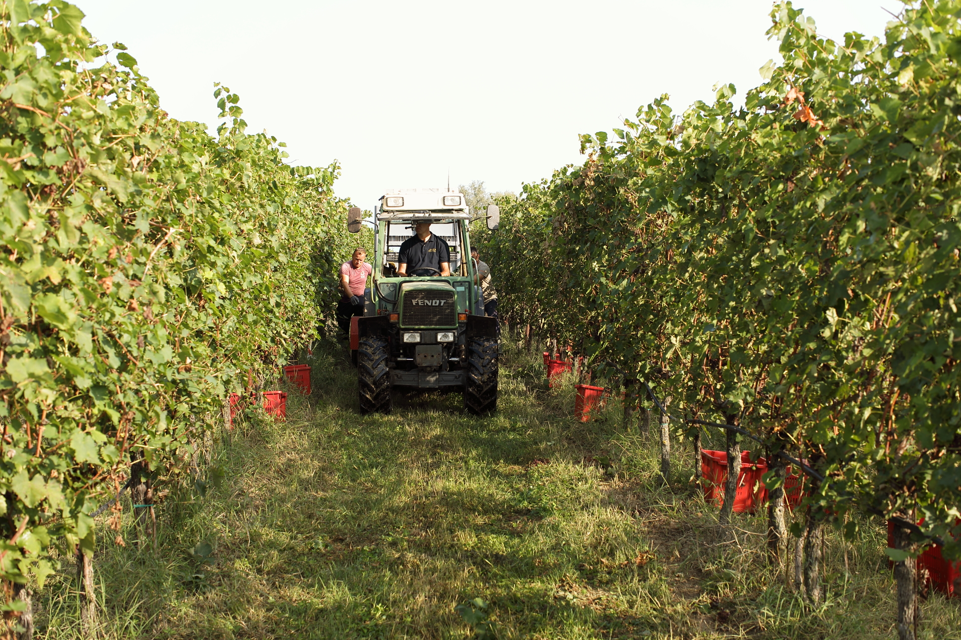 vendemmia-seconda-corte-sermana-marco_federici_fotografo-256