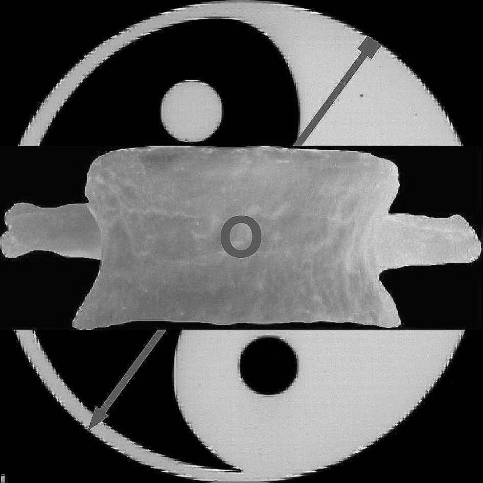 logo-fisioterapia-osteopatia-ortelli logo-fisioterapia-osteopatia-ortelli