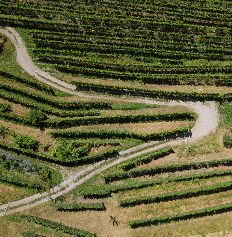 strada_vigneti_arogno