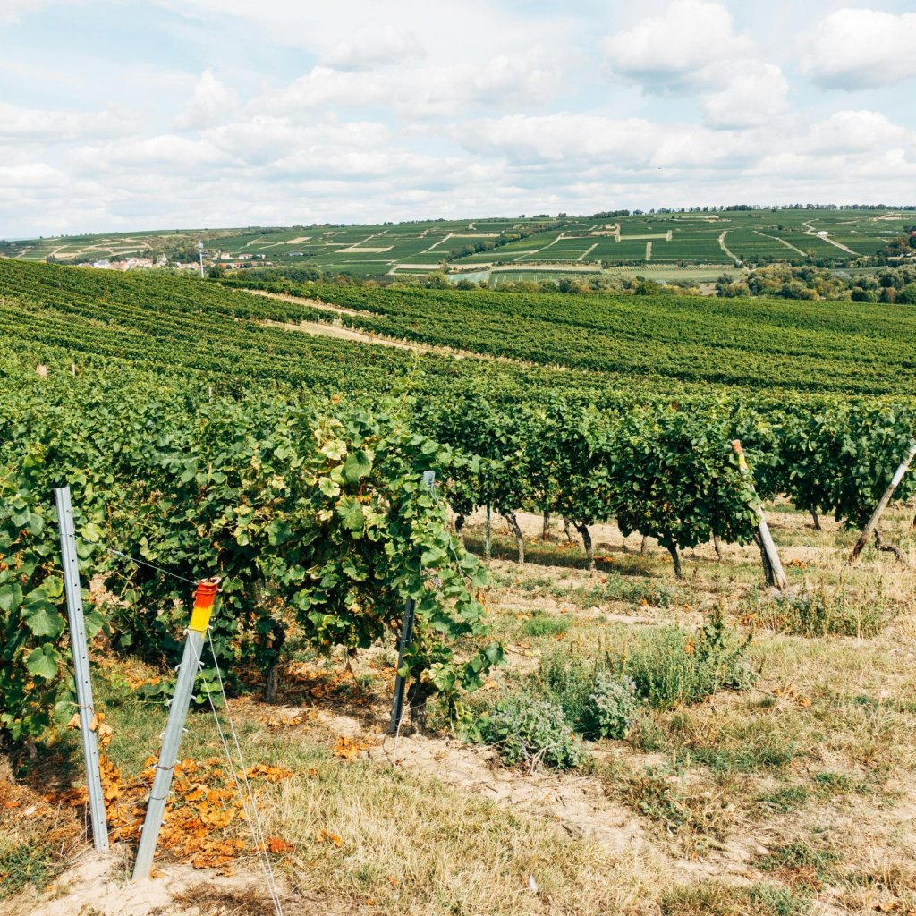 Italienische Weingüter